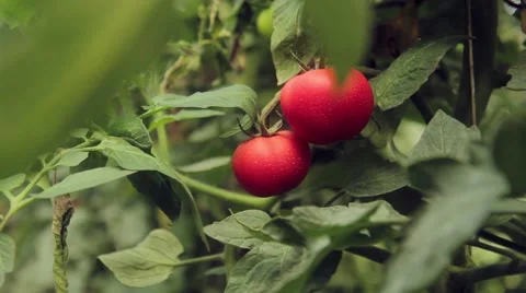 Tomatoes on the branches in the greenhouse Stock Footage 66878869