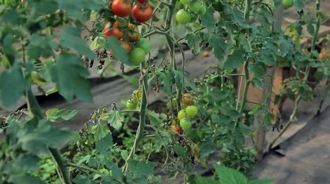 Tomatoes on the branches in the greenhouse Stock Footage 66880706