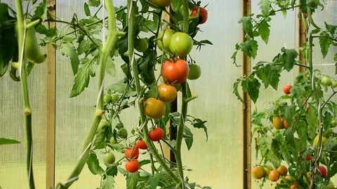 Tomatoes on branches in a greenhouse Stock Footage 116885100