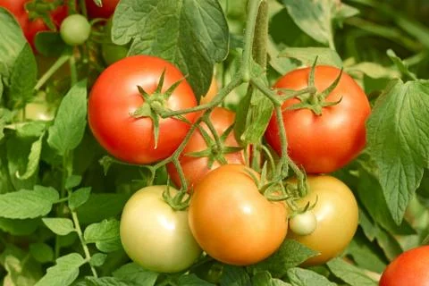 Tomatoes bunch close up Stock Photos