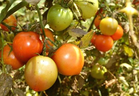 Tomatoes bunch Stock Photos