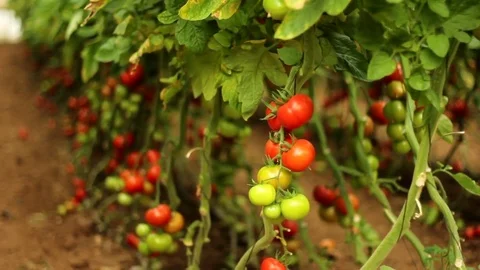 Tomatoes on a bush Stock Footage 83503164