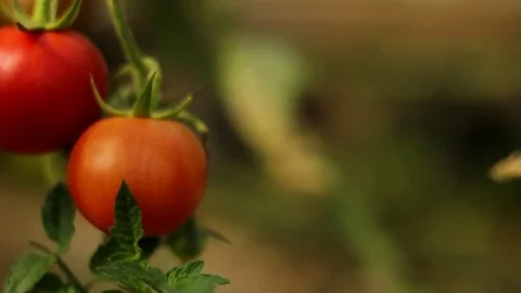Tomatoes on a bush Stock Footage 83503630