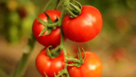 Tomatoes on a bush Stock Footage 83503641