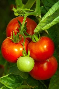 Tomatoes on a bush Stock Photos