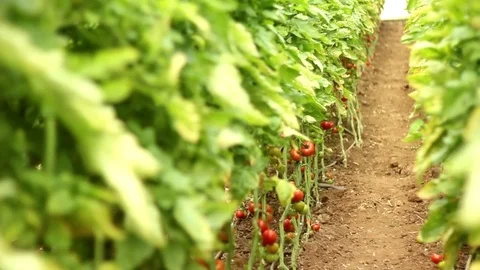 Tomatoes bushes Stock Footage 83504465