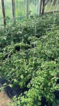 Tomatoes bushes Foto stock