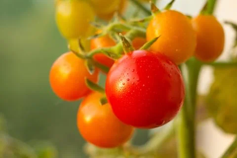 Tomatoes on a close-up branch Stock Photos