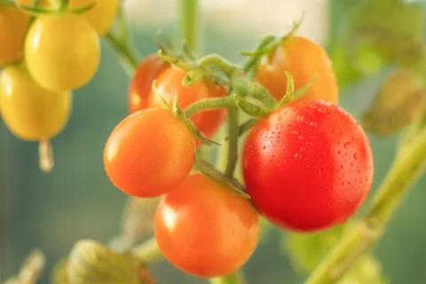 Tomatoes on a close-up branch Stock Photos