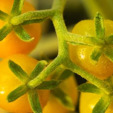 Tomatoes on a close-up branch 스톡 사진