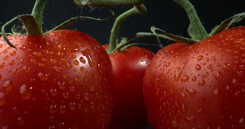 Tomatoes close-up on a branch. Tomatoes with water drops. A bunch of wet Stock Footage 143376321
