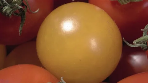 Tomatoes close up. Miniature vegetable. Stock Footage 144341640