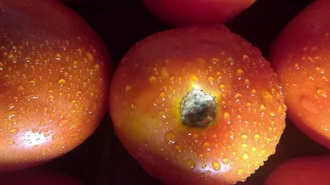 Tomatoes Close up Shot - Backwards Stock Footage 282044002