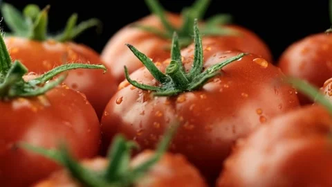 Tomatoes close-up. Tomatoes with drops of water. Stockbeeldmateriaal 204731754