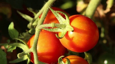 Tomatoes closeup organic Stock Footage 118995749
