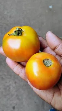 Tomatoes contain compounds such as lycopene, beta carotene, lutein, Stock Photos