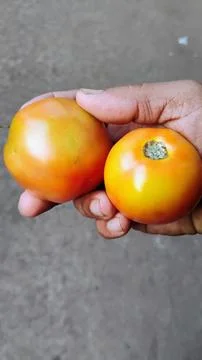 Tomatoes contain many nutrients, Stock Photos