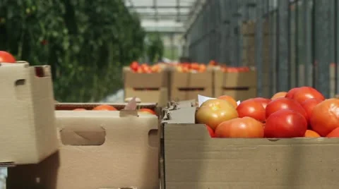 Tomatoes In Containers Video stock 14751644