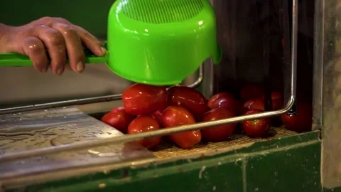 Tomatoes in a conveyer belt Stock Footage 194455281