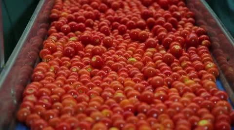 Tomatoes on a conveyor belt 動画素材 10917240