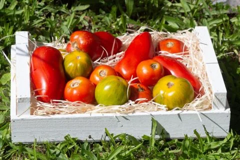 Tomatoes in a crate Stock Photos