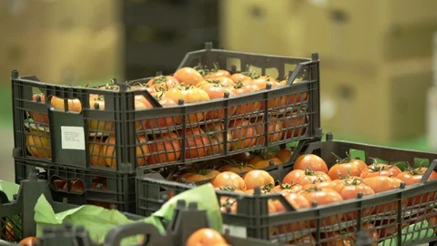 Tomatoes In Crates 動画素材 123018476