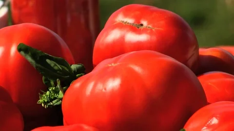 TOMATOES CROWD ON A TABLE OUTDOOR IN THE COUNRYSIDE - zoom in Stockbeeldmateriaal 81216549