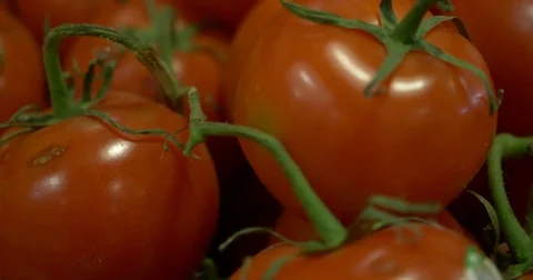 Tomatoes CU Stock Footage 75382722