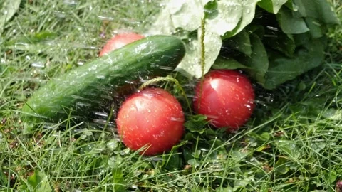 Tomatoes, cucumber and salad splashed with water on the green grass, slow motion Stock Footage 210249008