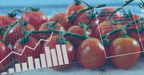 Tomatoes with data processing animation showing graphs and binary code overlay Stock Footage 305189700