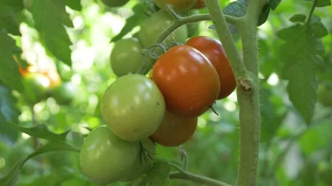 Tomatoes developing on vine Video stock 312013762