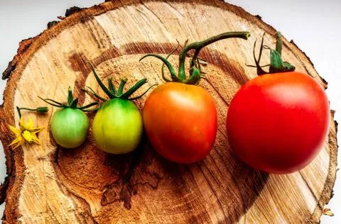 Tomatoes of different ripeness. Botany Foto stock