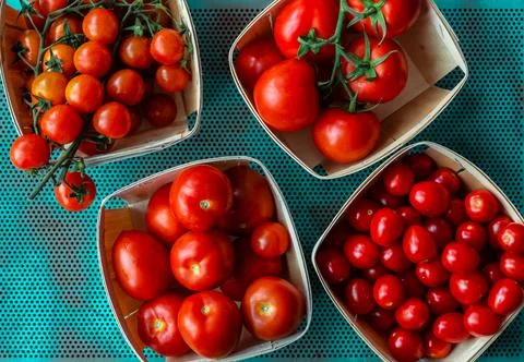 Tomatoes, different varieties on a dark background. Stock Photos