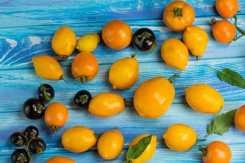 Tomatoes different varieties. Many different tomato in summer day. Stock Photos