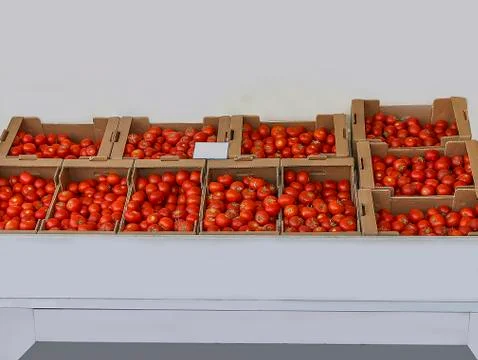 Tomatoes On Display. Isolated Foto stock
