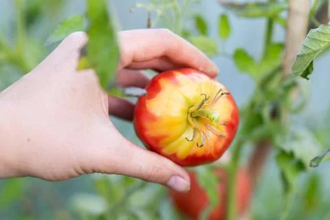 Tomatoes do not turn red at the peduncle, unripe areas of the tomato on top Foto stock