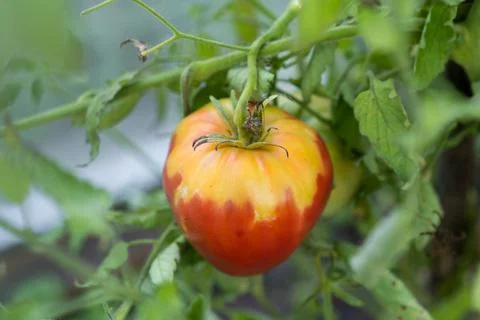 Tomatoes do not turn red at the peduncle, unripe areas of the tomato on top Stock Photos
