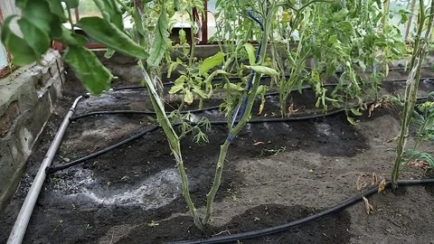 Tomatoes drip irrigation Stock Footage 74964716