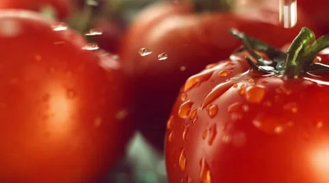 Tomatoes with drops of water Stock Footage 48759195