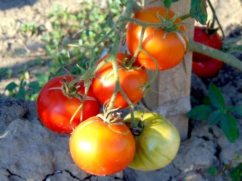 Tomatoes during baking in the garden 库存照片