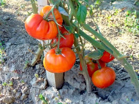 Tomatoes during baking in the garden Stock Photos