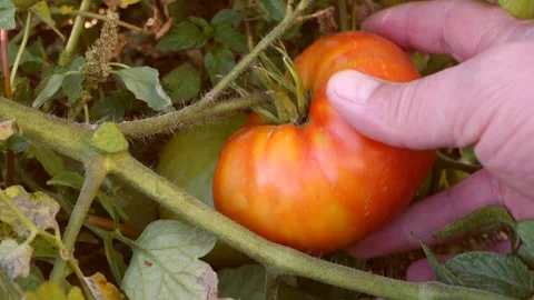 Tomatoes with dust spots on them, dust on the tomatoes and a person examini.. Vídeo Stock 252088708
