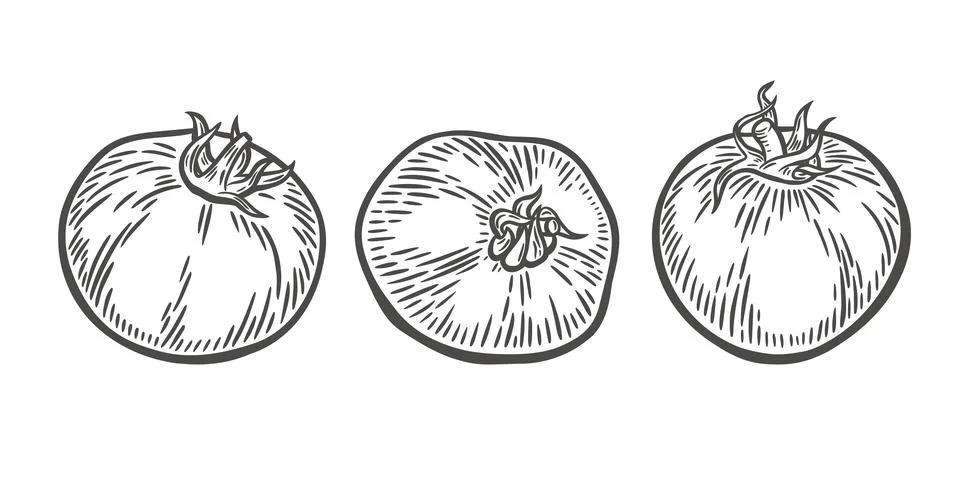 Tomatoes in engraving style Stock Illustration