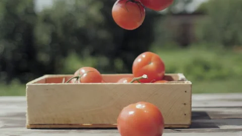 Tomatoes fall into a box with other ripe tomatoes. Slow-motion video. Side view. Stock Footage 157508482