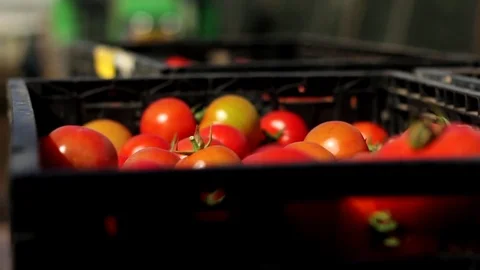 Tomatoes falling into a box Stock Footage 83502048