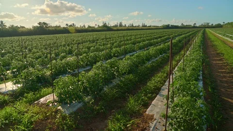 Tomatoes Farm 4K Stock Footage 119893136