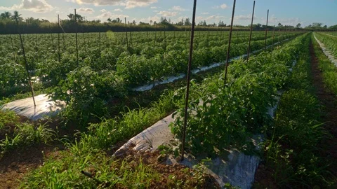 Tomatoes Farm Panning 4K Stock Footage 119893103