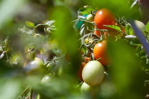 Tomatoes farm Stock Photos