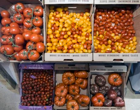 Tomatoes farm Foto stock