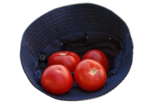 Tomatoes in a farmer hat on isolated background. Stock Photos